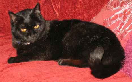 Kitty Wright RIP - (c)2004 tilmun.com