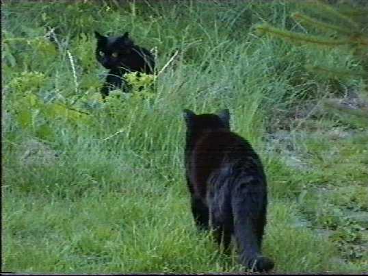 Beware! - Bobby getting close - (c)1999 tilmun.com