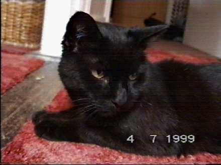 Bobby - aged 8 - (c)1999 tilmun.com