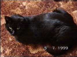 At home already - (c)1999 tilmun.com