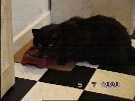 Time for food - (c)1999 tilmun.com