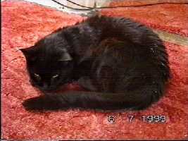 Curled up - (c)1999 tilmun.com