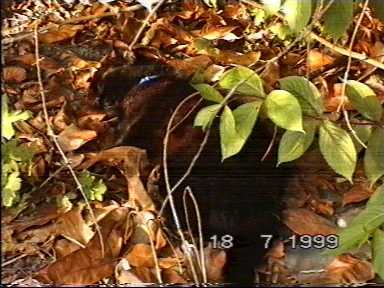 It's hot today - (c)1999 tilmun.com
