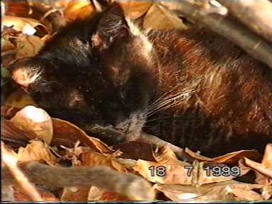 Yes - I'm still sleeping... - (c)1999 tilmun.com