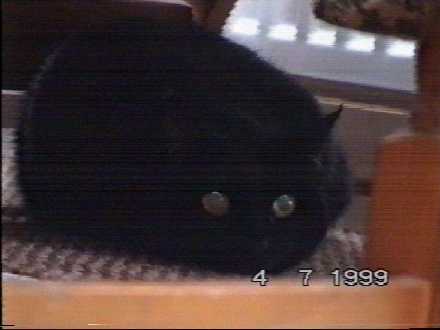 Kitty - aged 6 - (c)1999 tilmun.com