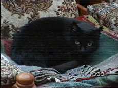 Now seen ontop of the sofa - (c)1999 tilmun.com